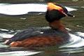 Podiceps auritus, Slavonian Grebe