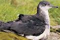 Manx Shearwater