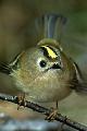 Regulus regulus, Goldcrest