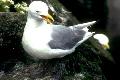 Kittywake/Three-toed Gull