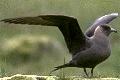 Arctic Skua