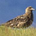 Great Skua