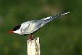 Arctic Tern