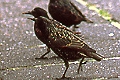 Sturnus vulgaris, Starling