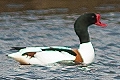 Tadorna tadorna, Shelduck