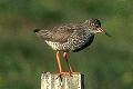 Tringa totanus, Redshank