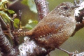 Troglodytes troglodytes, Wren