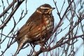 Turdus iliacus, Redwing