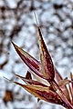 page on Agrostis vinealis, Brown Bent on Iceland