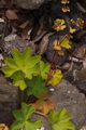 page on Alchemilla wichurae, Rock Lady's-mantle on Iceland