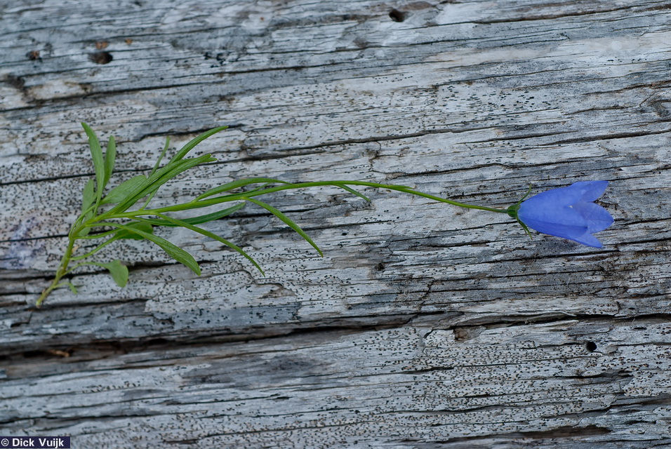 Photo of a singele Harebell plant, laid bare on a tree log - Click for Full Size Image