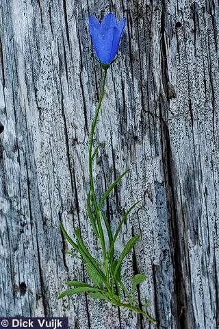 Photo of a singele Harebell plant, laid bare on a tree log - Click for Full Size Image