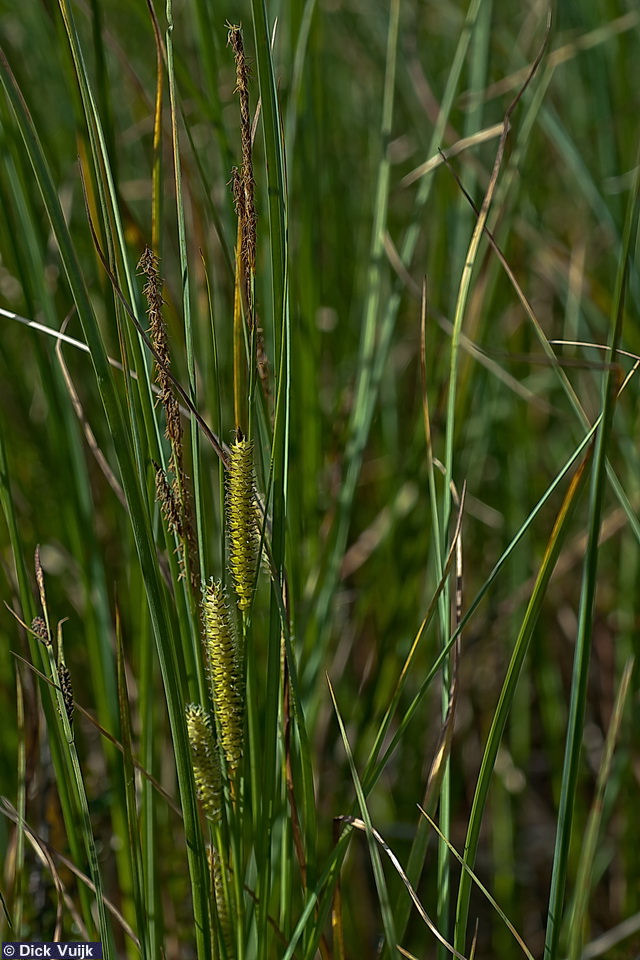 Photo of a few culms of the Bottle Sedge, Carex rostrata - Click for Full Size Image