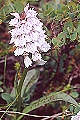 Thmbn Dactylorhiza-maculata