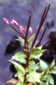 page on Epilobium alsinifolium, Chickweed Willowherb on Iceland