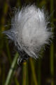 page on Eriophorum scheuchzeri, Scheuchzer's Cottongrass on Iceland