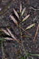 page on Festuca richardsonii, Arctic Fescue on Iceland