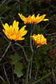 page on Hieracium aquiliforme, Hearth Hawkweed on Iceland