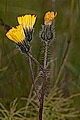 page on Hieracium strictophyllum, Stain-leaved Hawkweed on Iceland