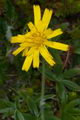 Hieracium thaectolepium, Hillside Hawkweed on Iceland