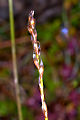 Thmbn Eriophorum scheuchzeri