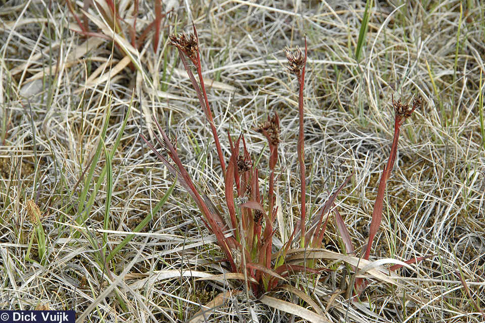 Photo of the Sudetan Wood-rush, Luzula sudetica - Click for Full Size Image