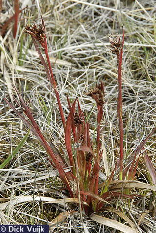 Photo of the Sudetan Wood-rush, Luzula sudetica - Click for Full Size Image