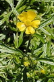 page on Ranunculus acris, Meadow Buttercup on Iceland