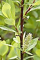 Thmbn Salix phylicifolia