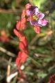 page on Sedum villosum, Hairy Stonecrop on Iceland