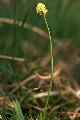 page on Tofieldia pusilla, Scottish Asphodel on Iceland