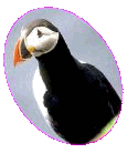 Puffin